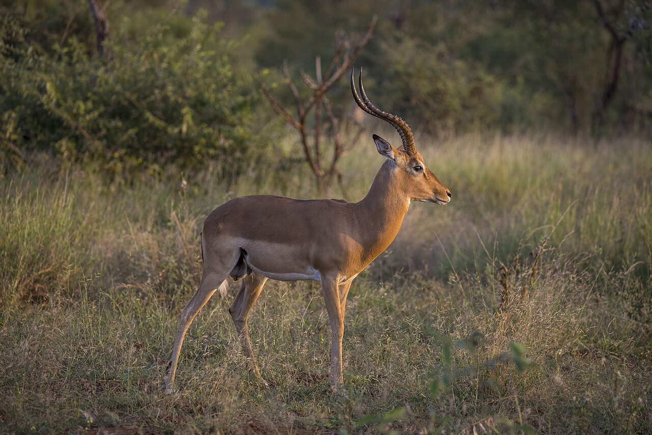 Impala in habitat — South Africa Buffalo Plains — 10 Days, South Africa hunt package