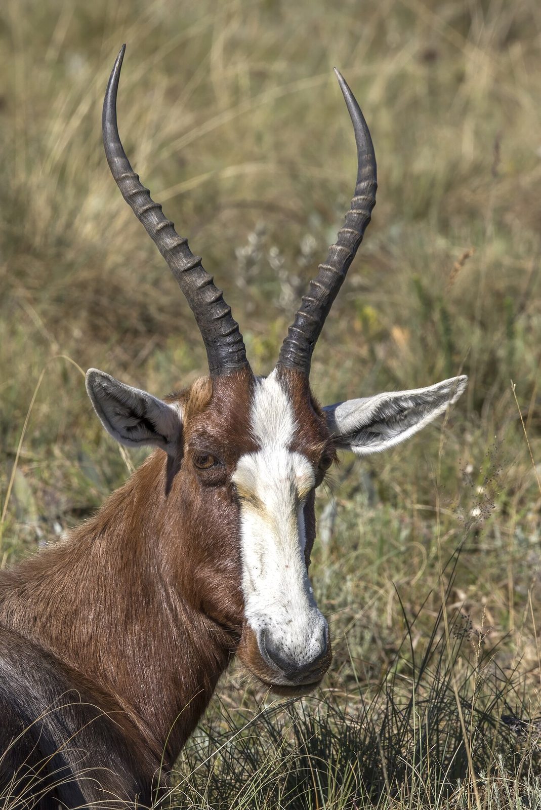 Blesbok in habitat — Eastern Cape Plains — 7 Days, South Africa hunt package