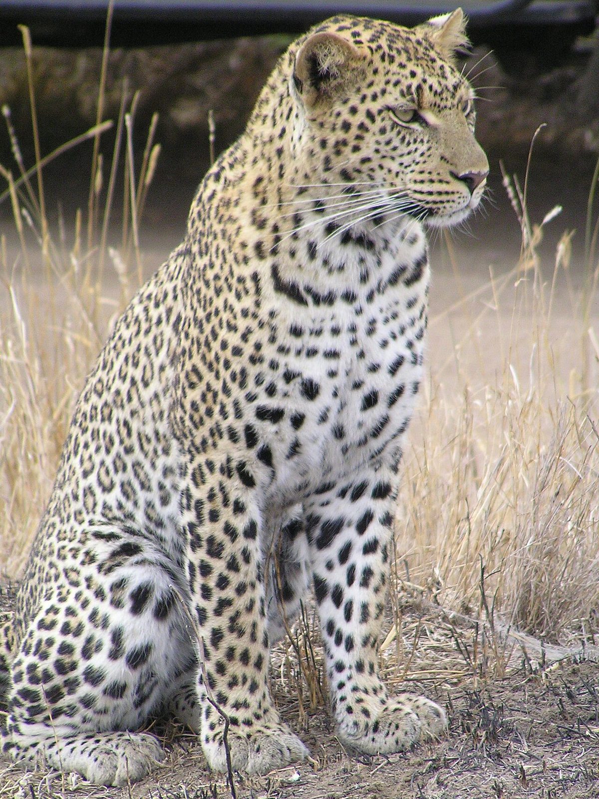 Leopard — Limpopo Leopard — 14 Days — Limpopo Leopard — 14 Days, South Africa hunt package