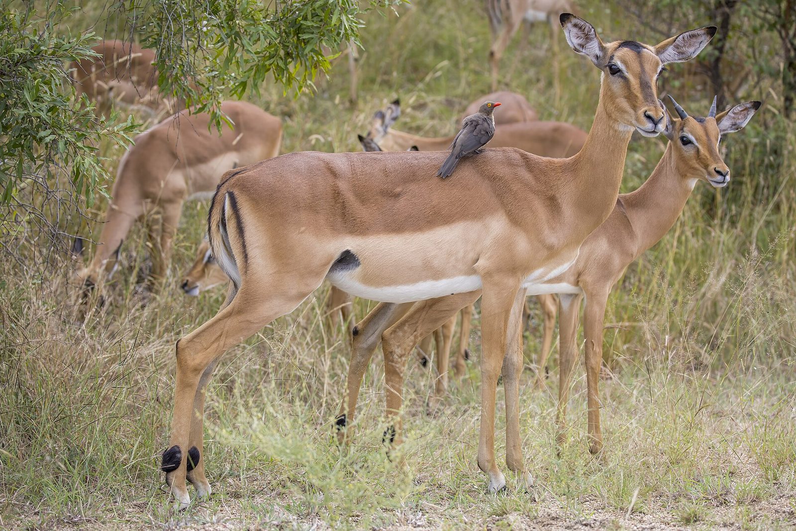 Impala (Aepyceros melampus) female with red-billed oxpecker Kruger — Mpumalanga Lowveld — 8 Days, South Africa hunt package