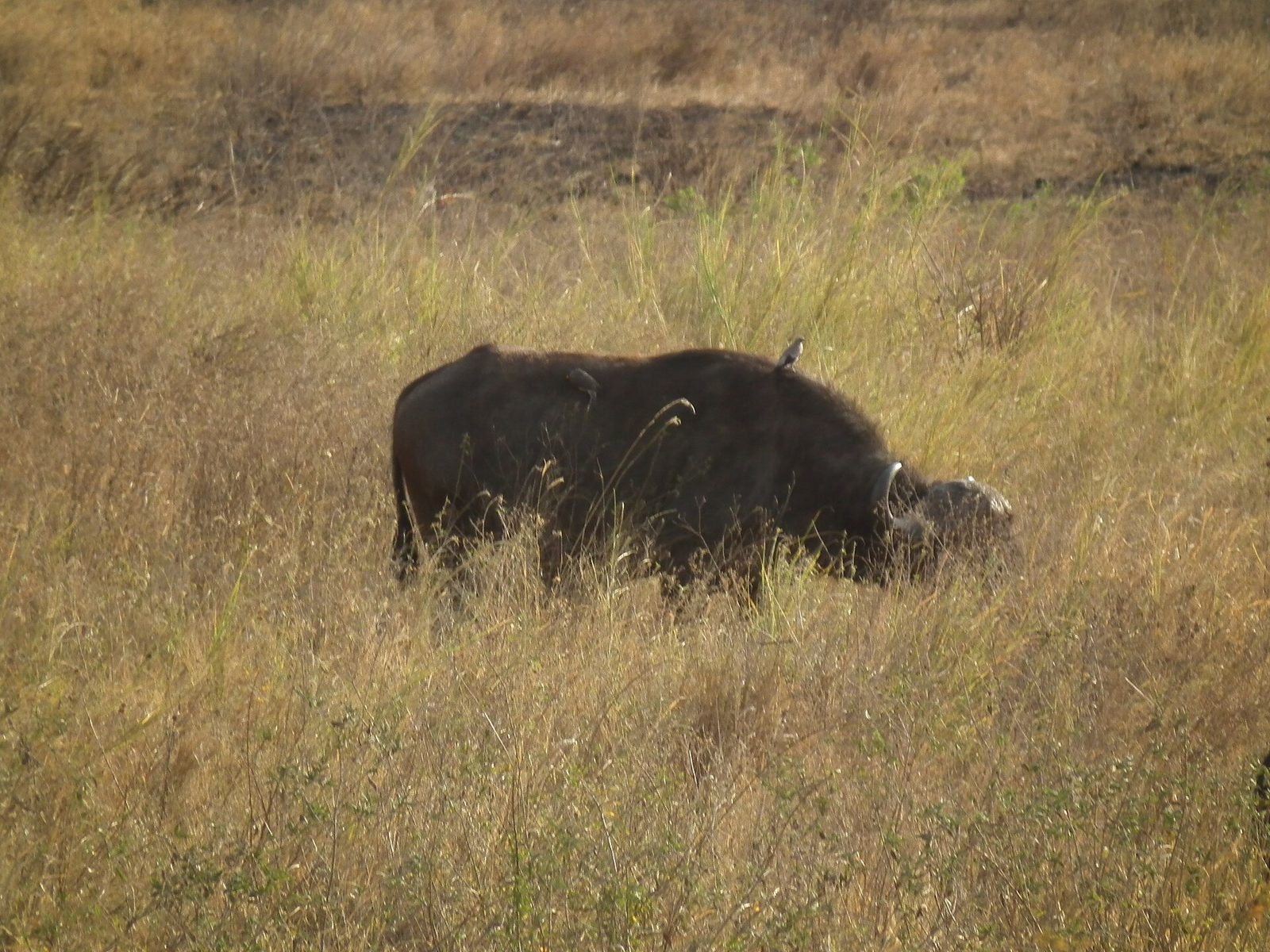 African Buffalo Syncerus caffer in Tanzania 3350 Nevit — Tanzania Classic Safari — 14 Days, Tanzania hunt package