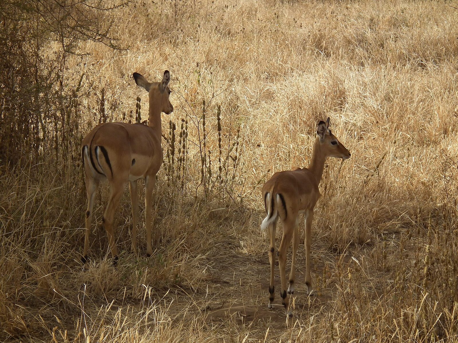 Aepyceros melampus Impala in Tanzania 0824 Nevit — Manyara Bow Plains — 8 Days, Tanzania hunt package