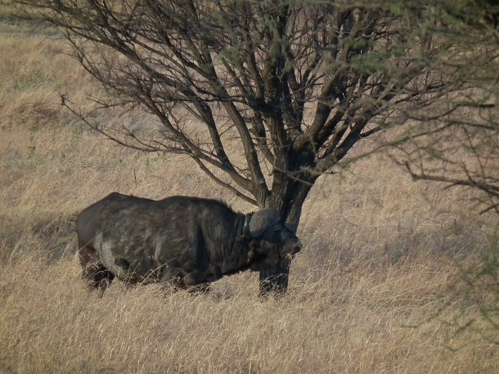 African Buffalo Syncerus caffer in Tanzania 3412 Nevit — Rungwa Classic — 14 Days, Tanzania hunt package
