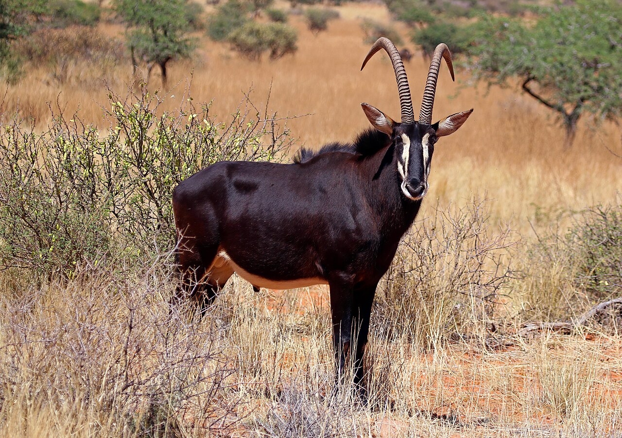 Sable in habitat — Rungwa Classic — 14 Days, Tanzania hunt package