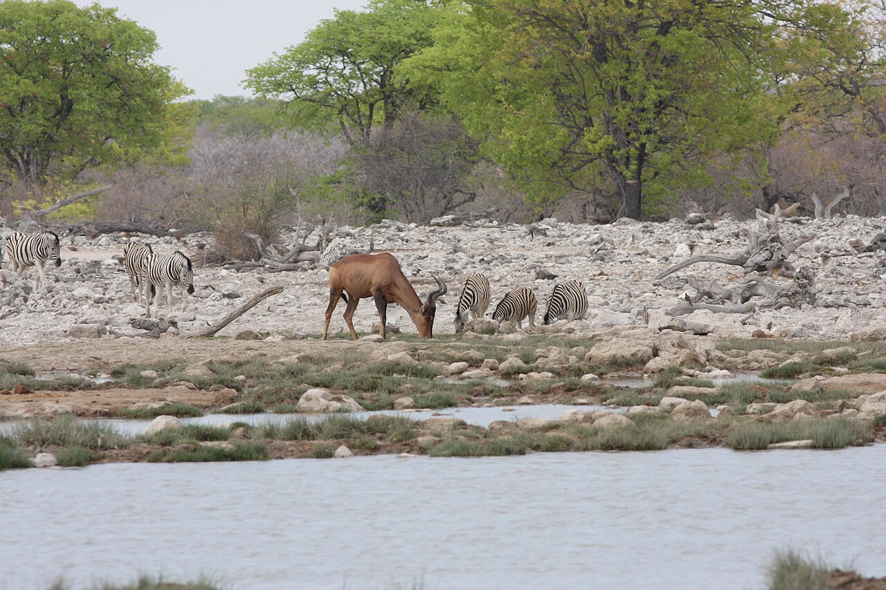 Hartebeest in habitat — Ugandan Kob Classic — 7 Days, Uganda hunt package