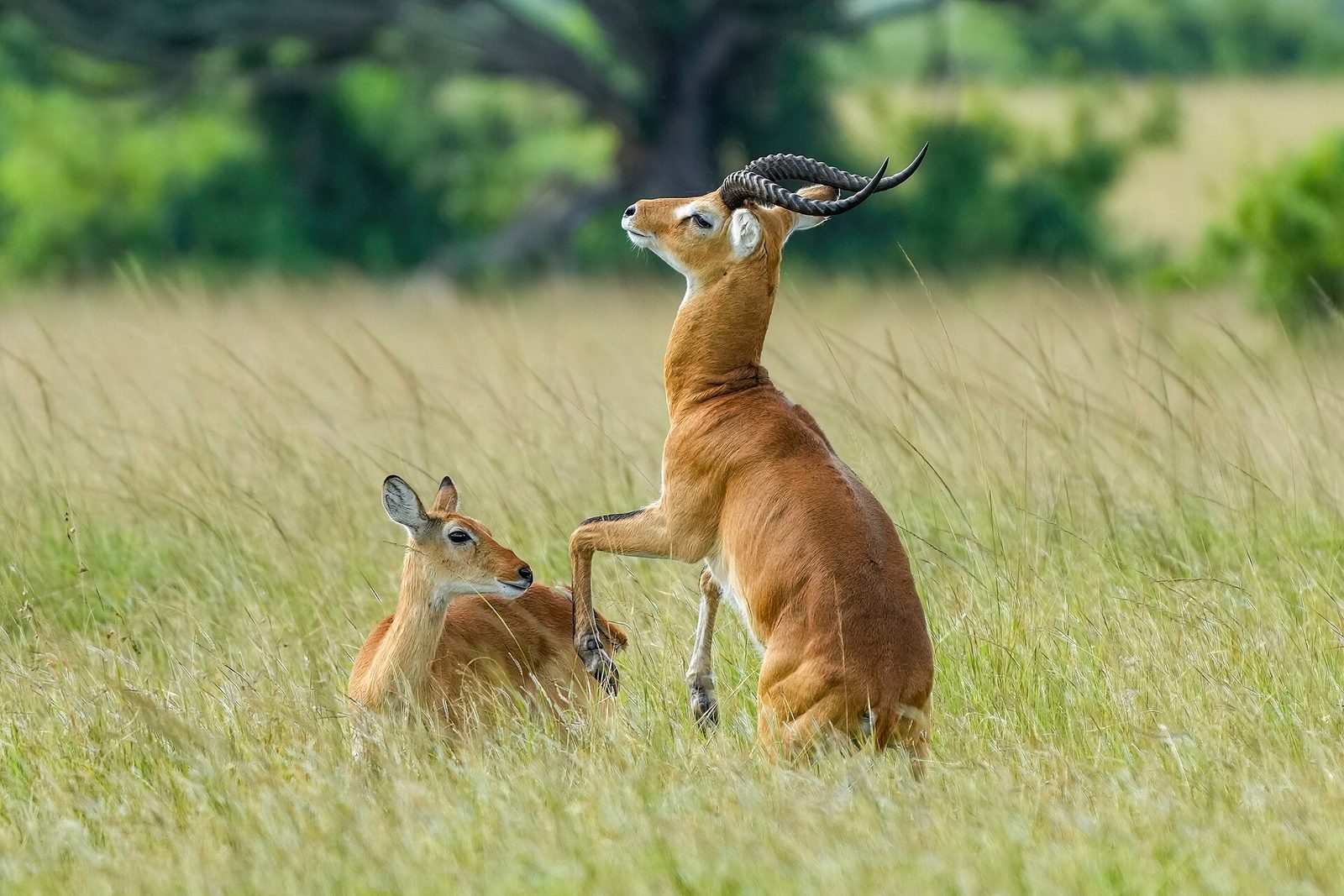 033 Male Ugandan kob trying to seduce a female at Queen Elizabeth National Park Photo by Giles Laurent — Lake Mburo Plains — 7 Days, Uganda hunt package