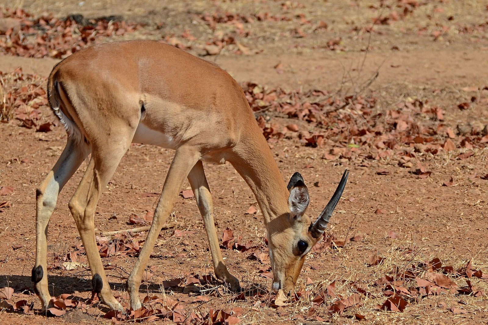Flickr - ggallice - Impala (2) — Central Bow Plains — 8 Days, Zambia hunt package