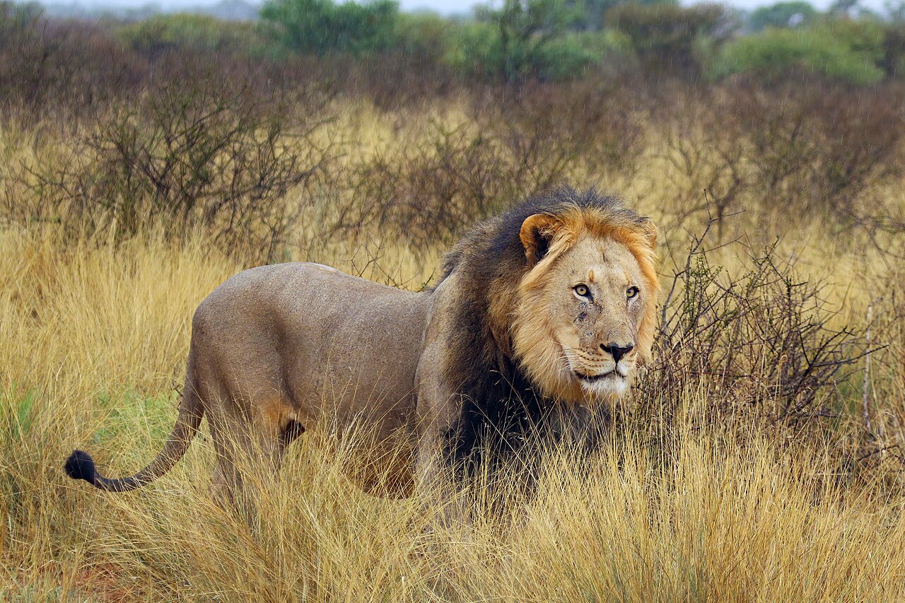 Lion in habitat — Zambia Lion — 21 Days, Zambia hunt package