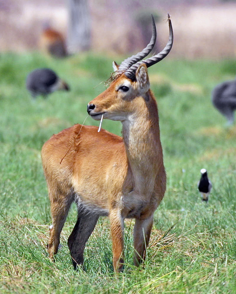 Puku in habitat — Luangwa Buffalo — 14 Days, Zambia hunt package