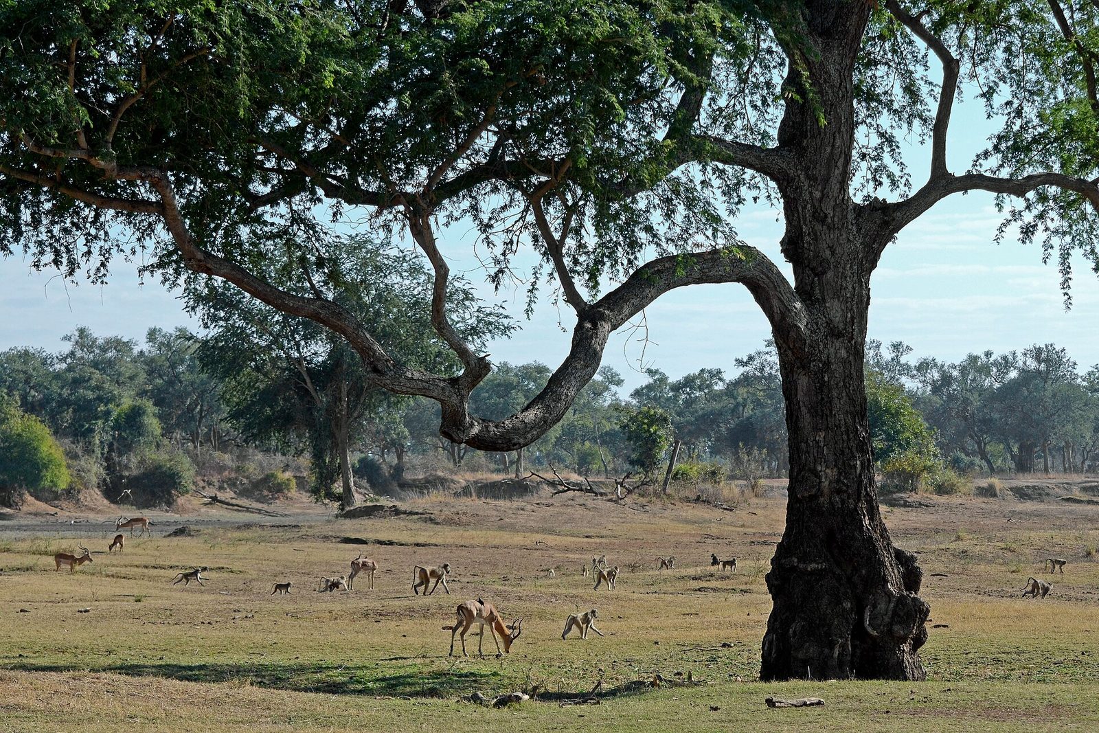 Flickr - ggallice - Impala, baboon herd — Muchinga Luangwa Plains — 10 Days, Zambia hunt package