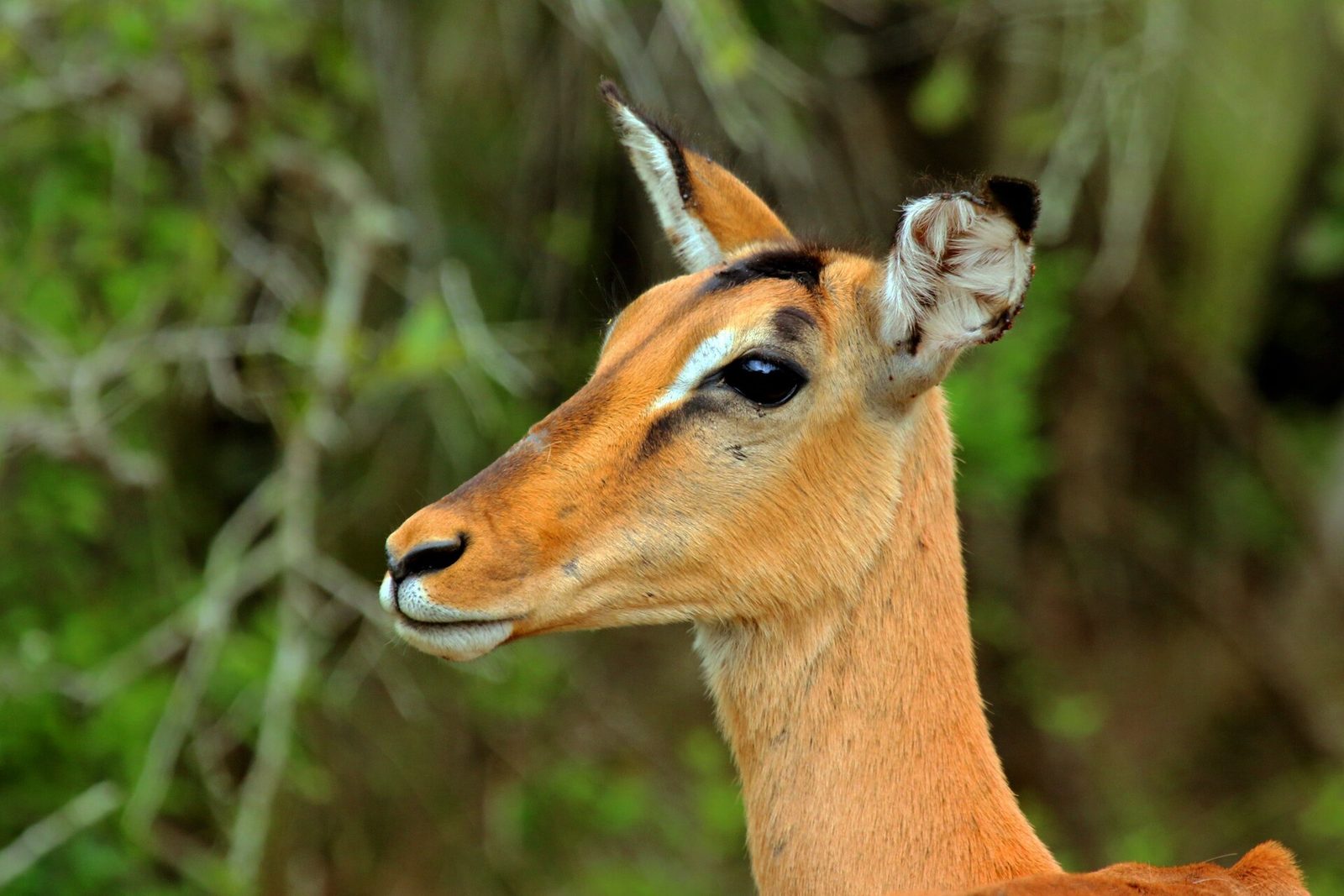 Impala (Aepyceros melampus) female head — Masvingo Lowveld Plains — 8 Days, Zimbabwe hunt package