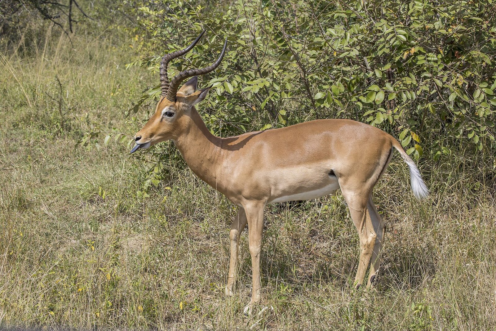 Impala (Aepyceros melampus) male Kruger 2 — Matabeleland North Plains — 8 Days, Zimbabwe hunt package