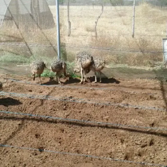Glenorkie Hunting Farm