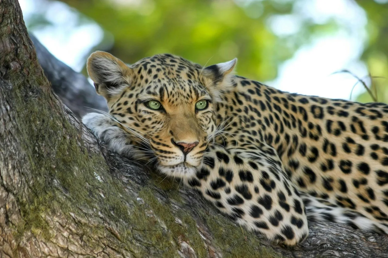Adam Clements Safaris Limited