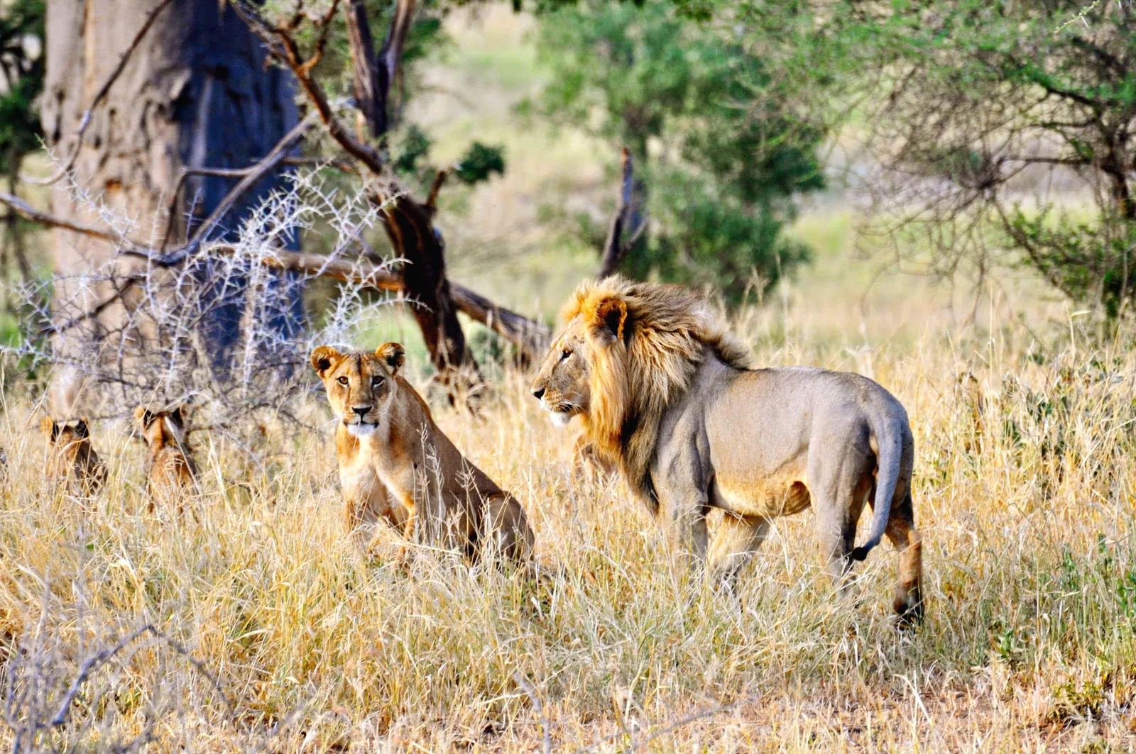 Adam Clements Safaris Limited