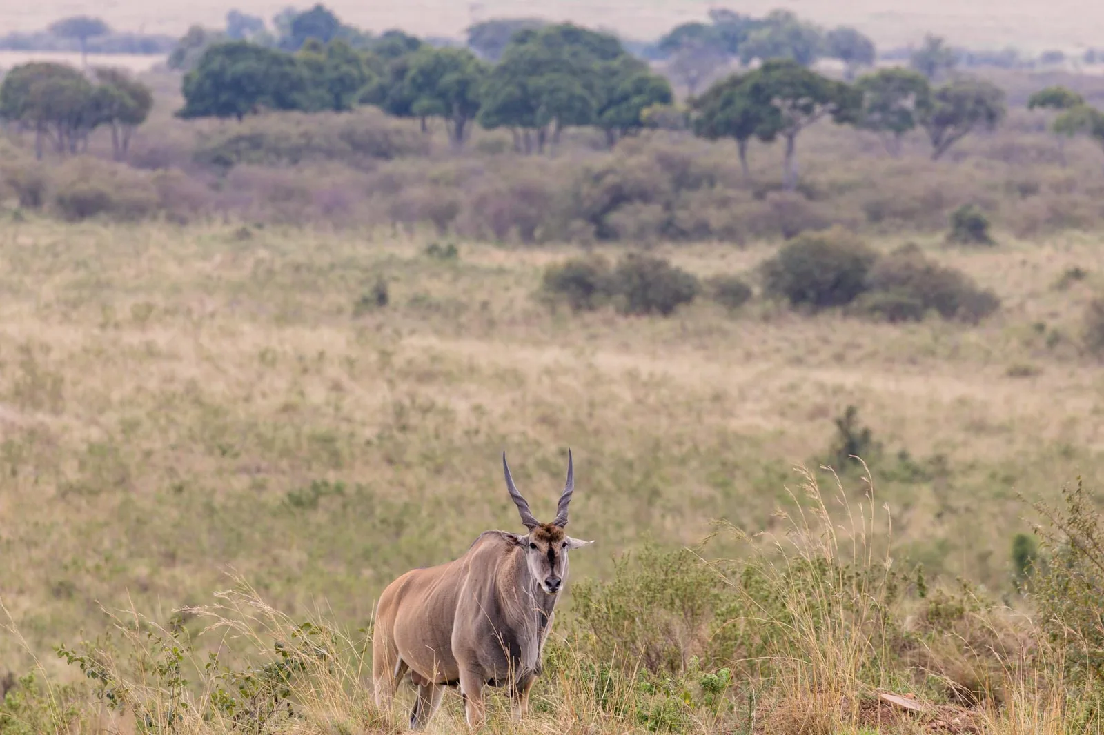 Adam Clements Safaris Limited
