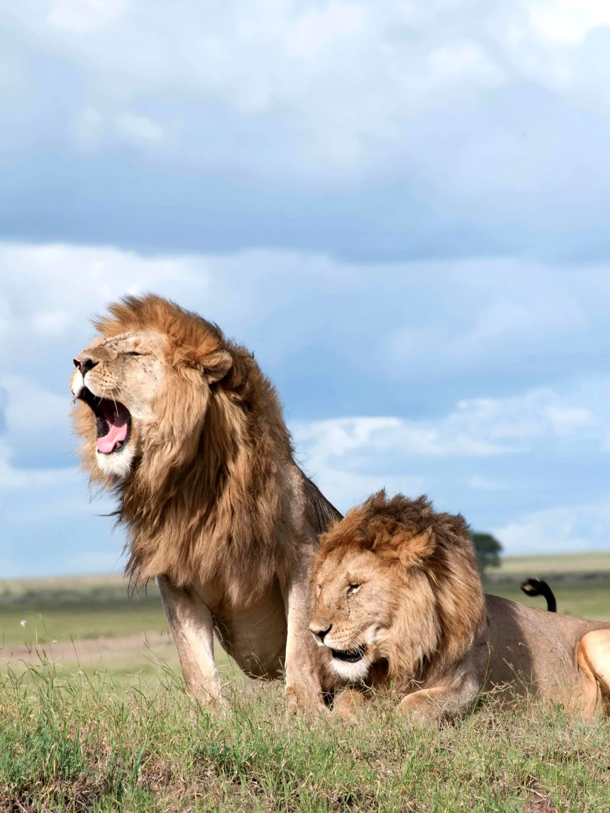 hunting safaris,african safaris,safaris in africa