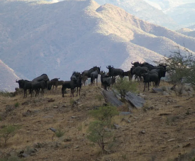 Agarob Hunting Safaris