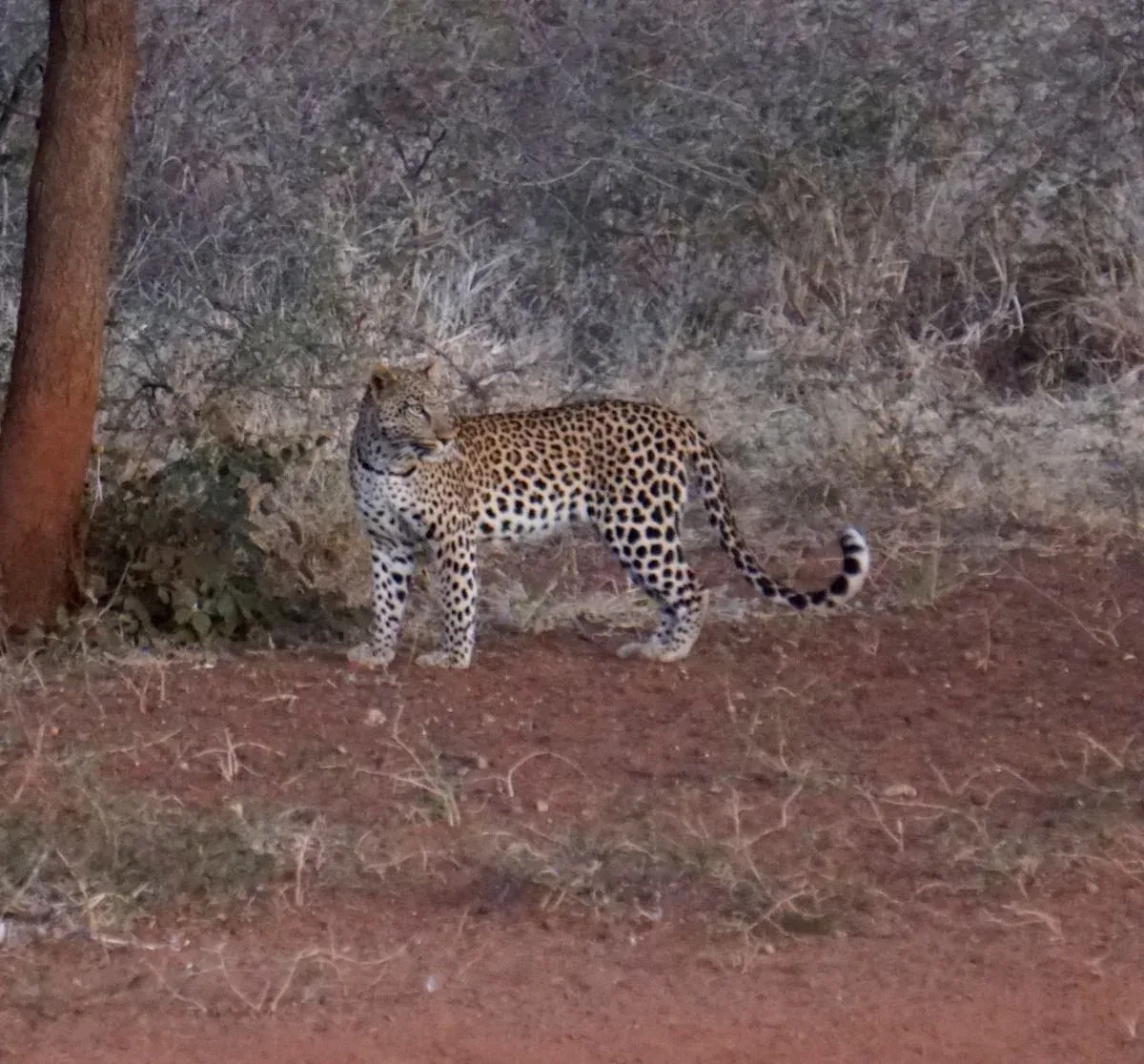 leopard (1).JPG