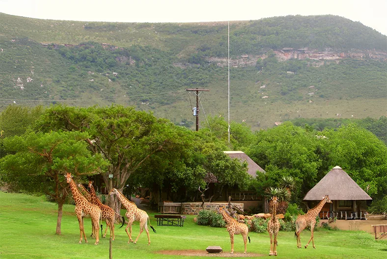 Herd of giraffe beside thatched lodge in green KwaZulu-Natal valley at Aloe Africa Hunting Safaris