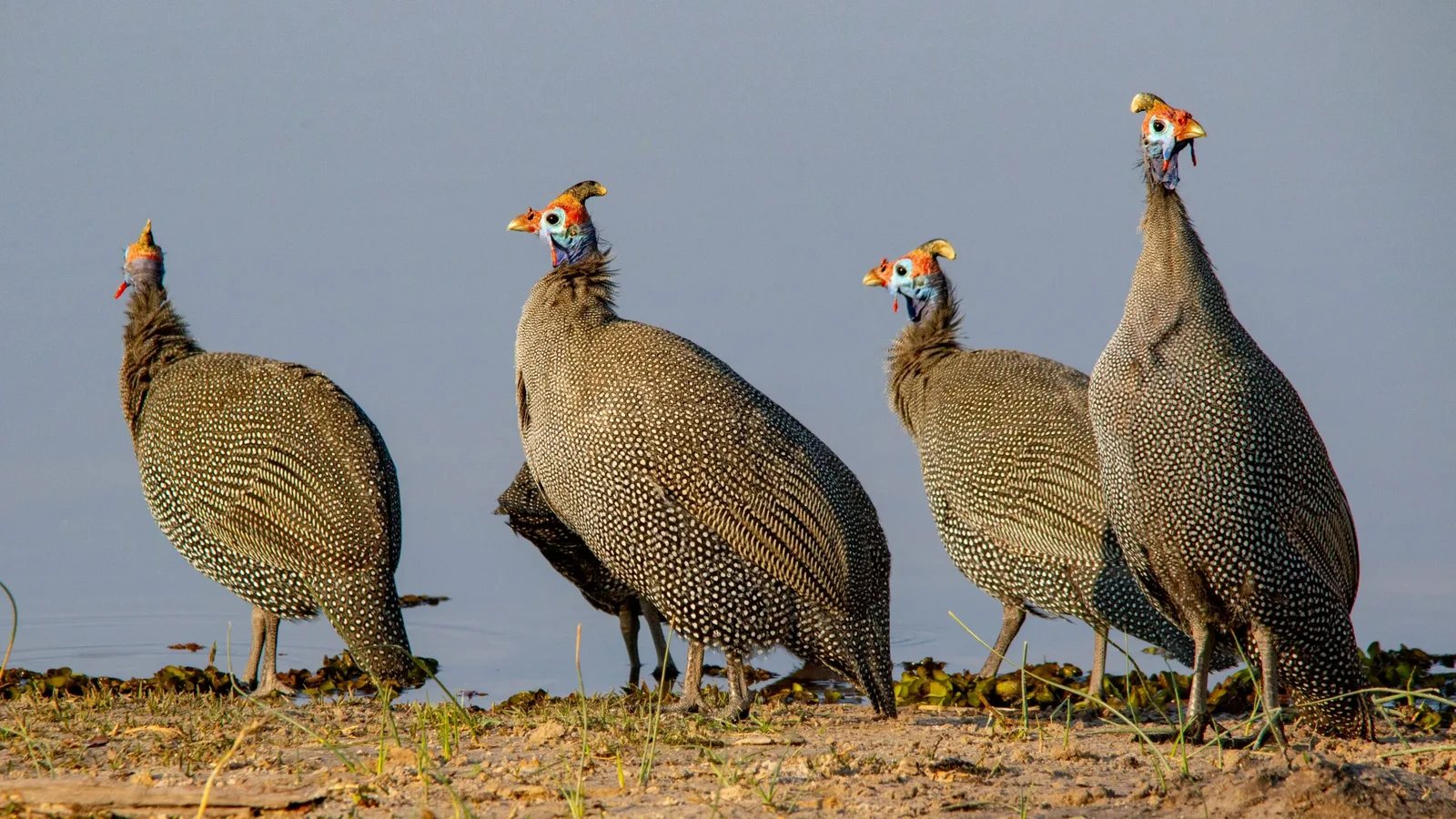 Helmeted guineafowl flock on South African plains at Aloe Africa Hunting Safaris bird hunting
