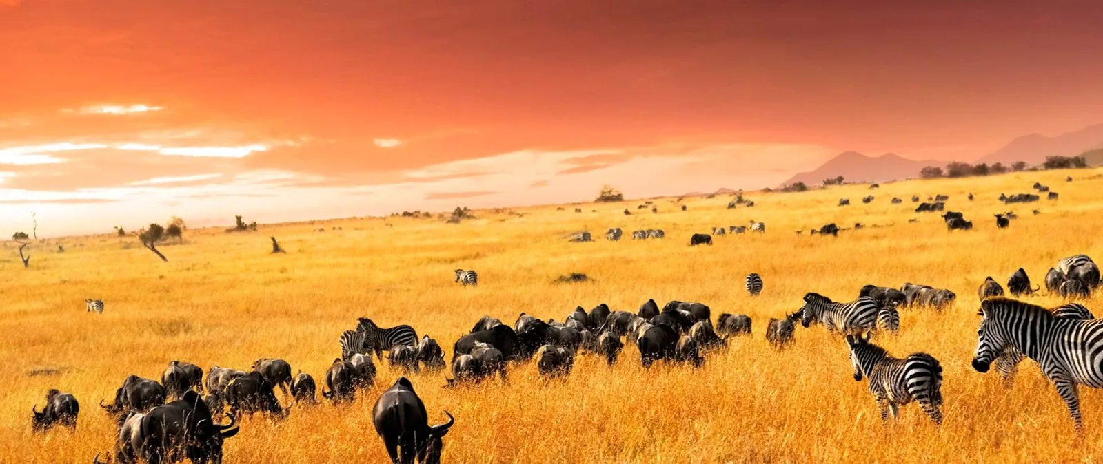Askari Tours & Hunting