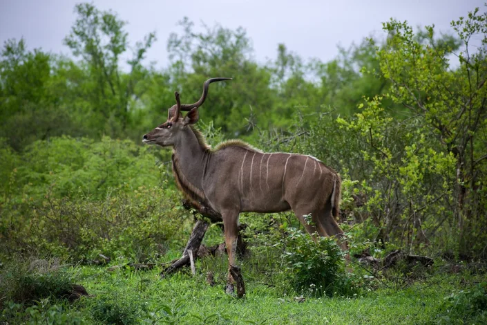 Baobab Hunting Safaris
