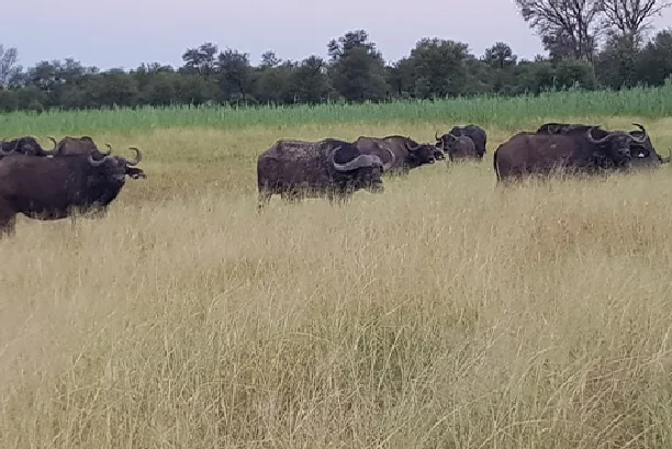 Baobab Hunting Safaris