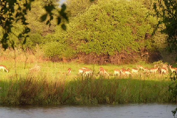 Baobab Hunting Safaris
