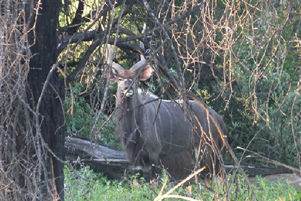 Baobab Hunting Safaris