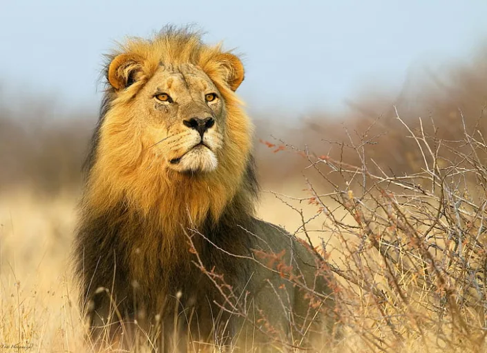 Baobab Hunting Safaris