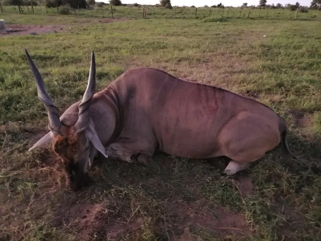 Bellerode Hunting Jagd Safaris