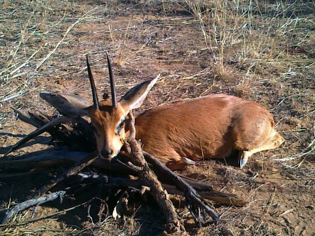 Bellerode Hunting Jagd Safaris