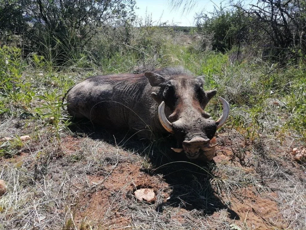 Bellerode Hunting Jagd Safaris