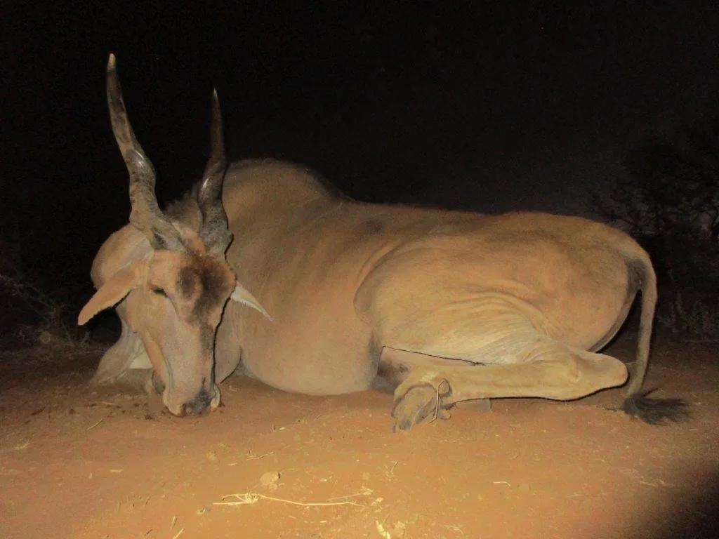 Bellerode Hunting Jagd Safaris