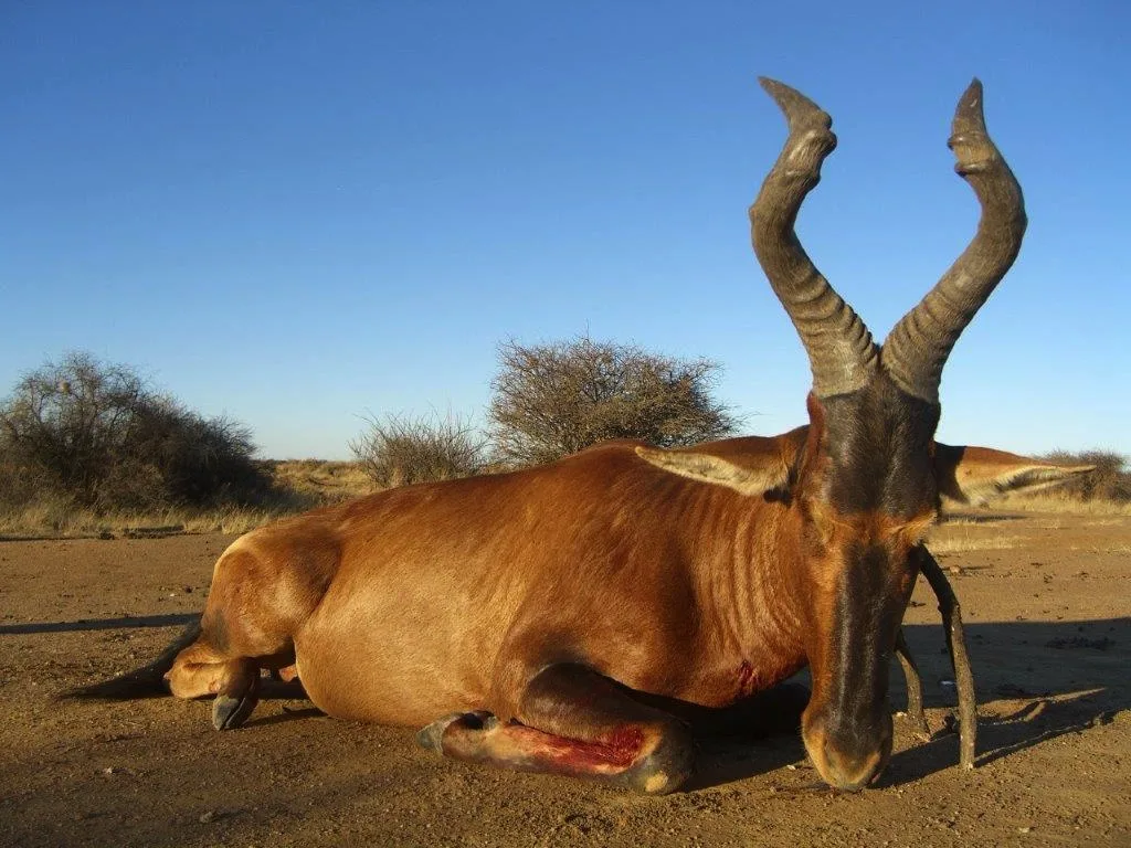 Bellerode Hunting Jagd Safaris