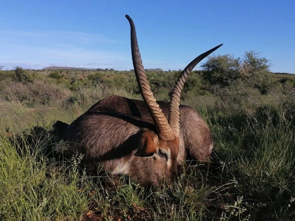 Bellerode Hunting Jagd Safaris