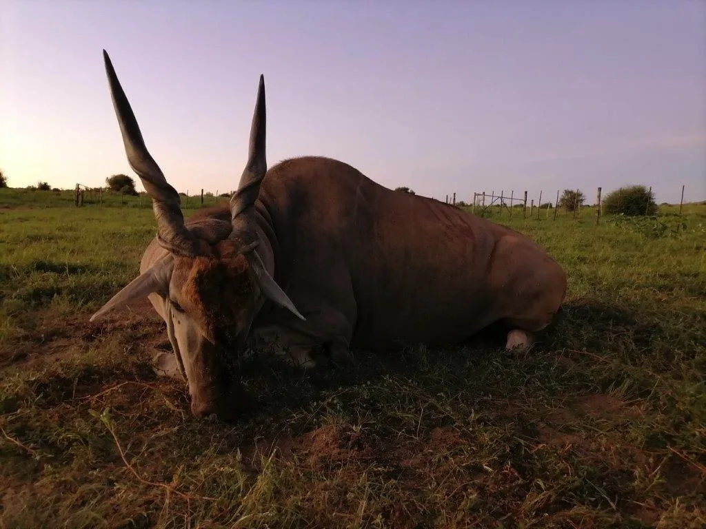 Bellerode Hunting Jagd Safaris