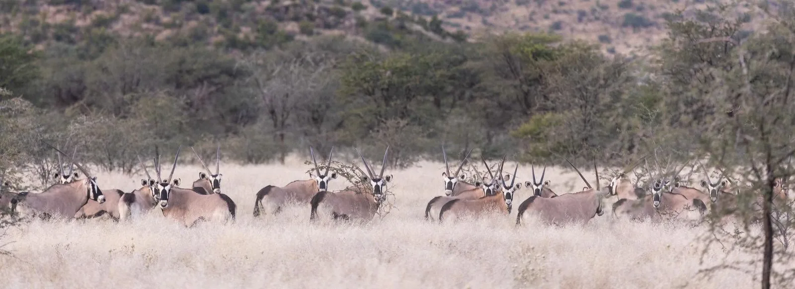 Bergzicht Game Lodge