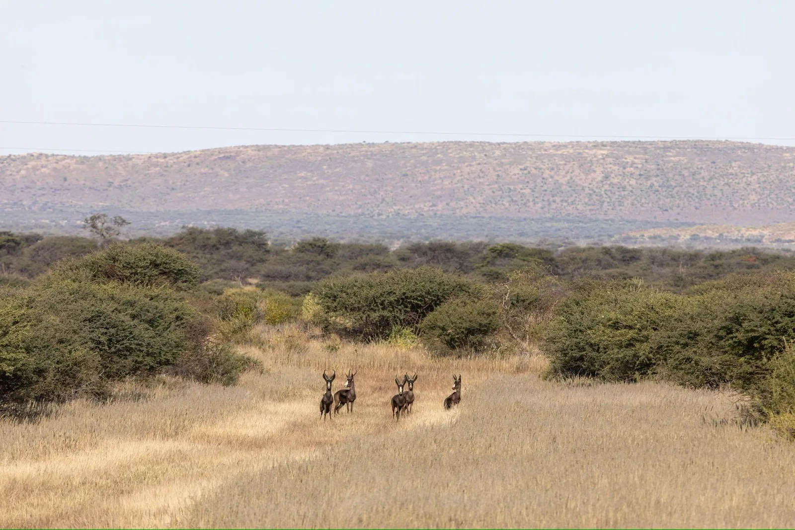 Bergzicht Game Lodge