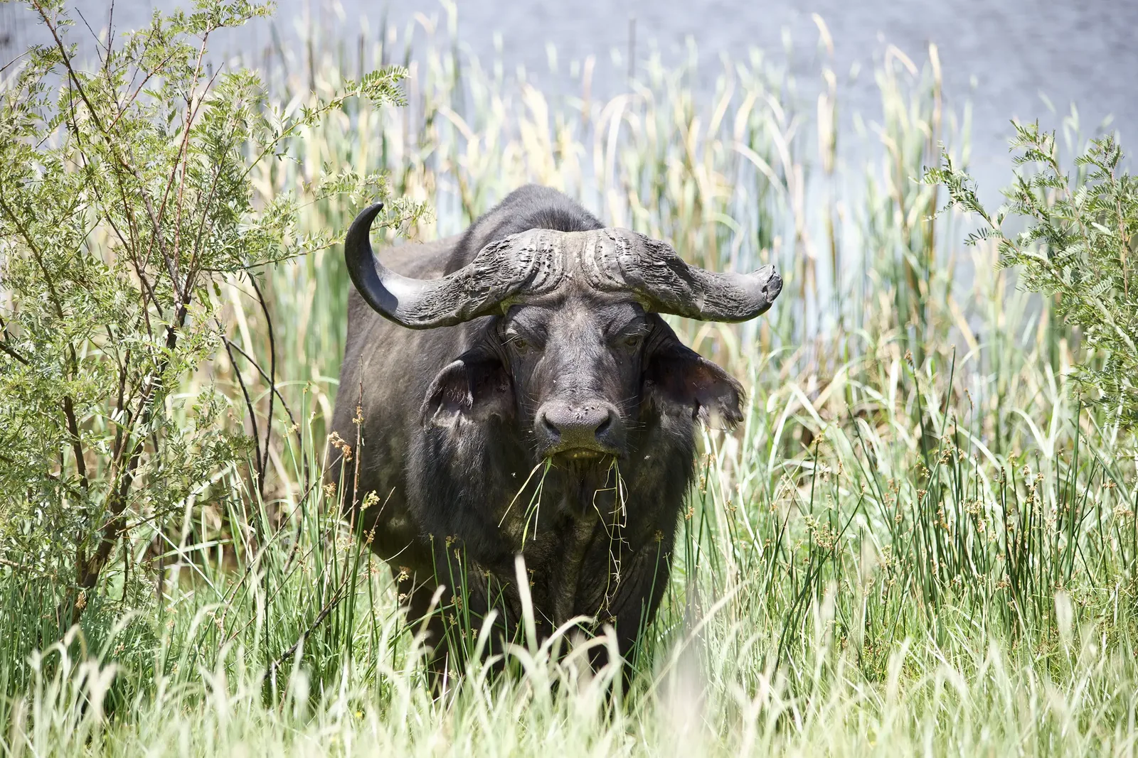 Bona Bona Safaris