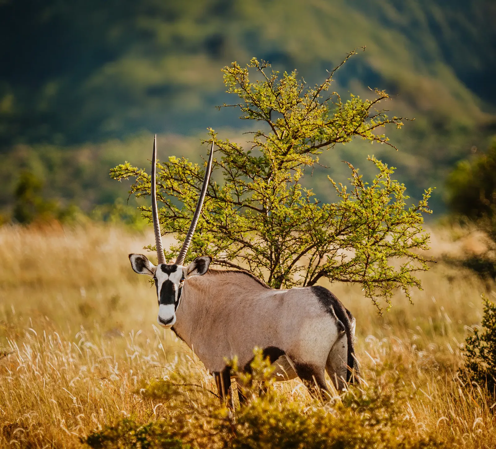 Bona Bona Safaris