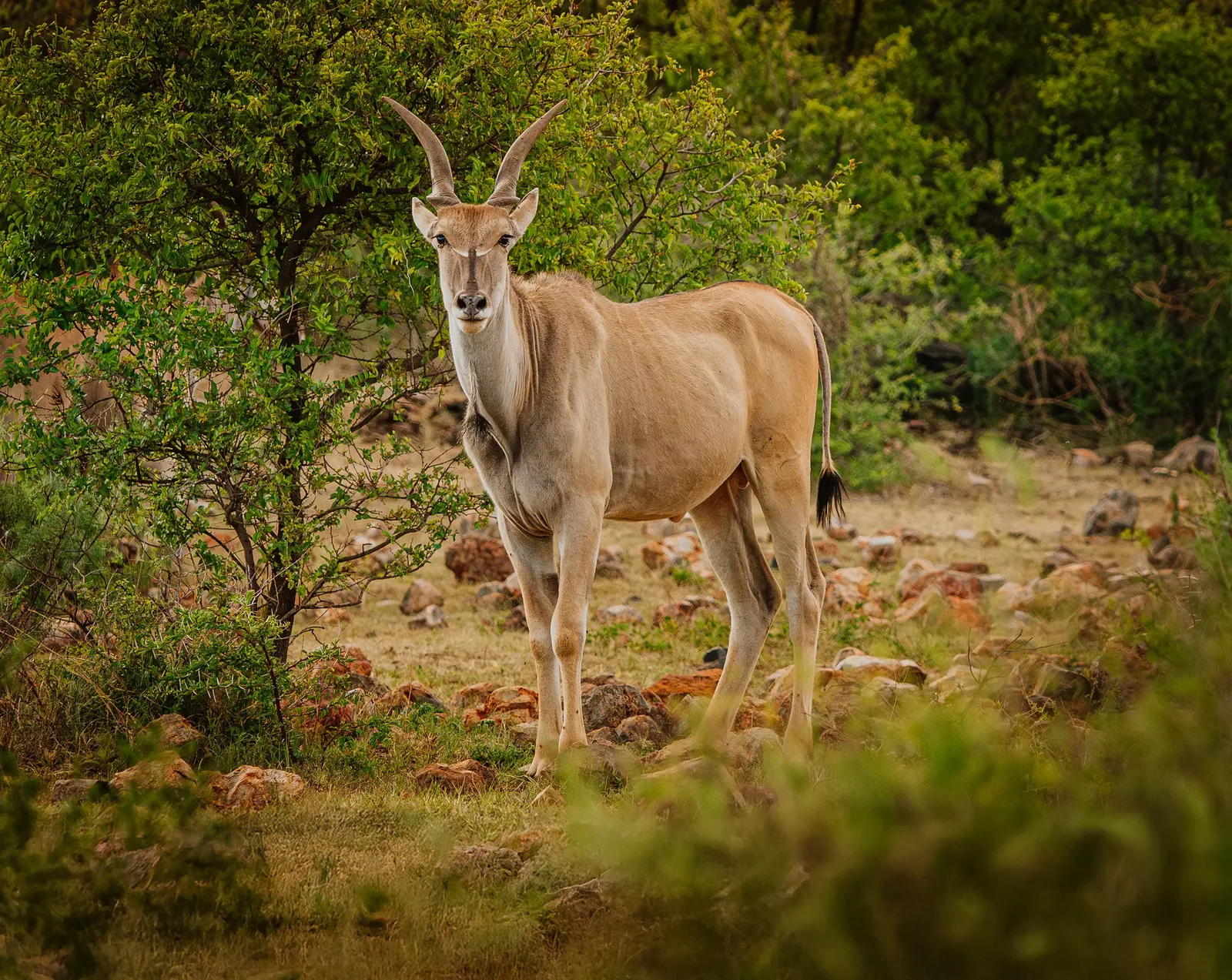Bona Bona Safaris
