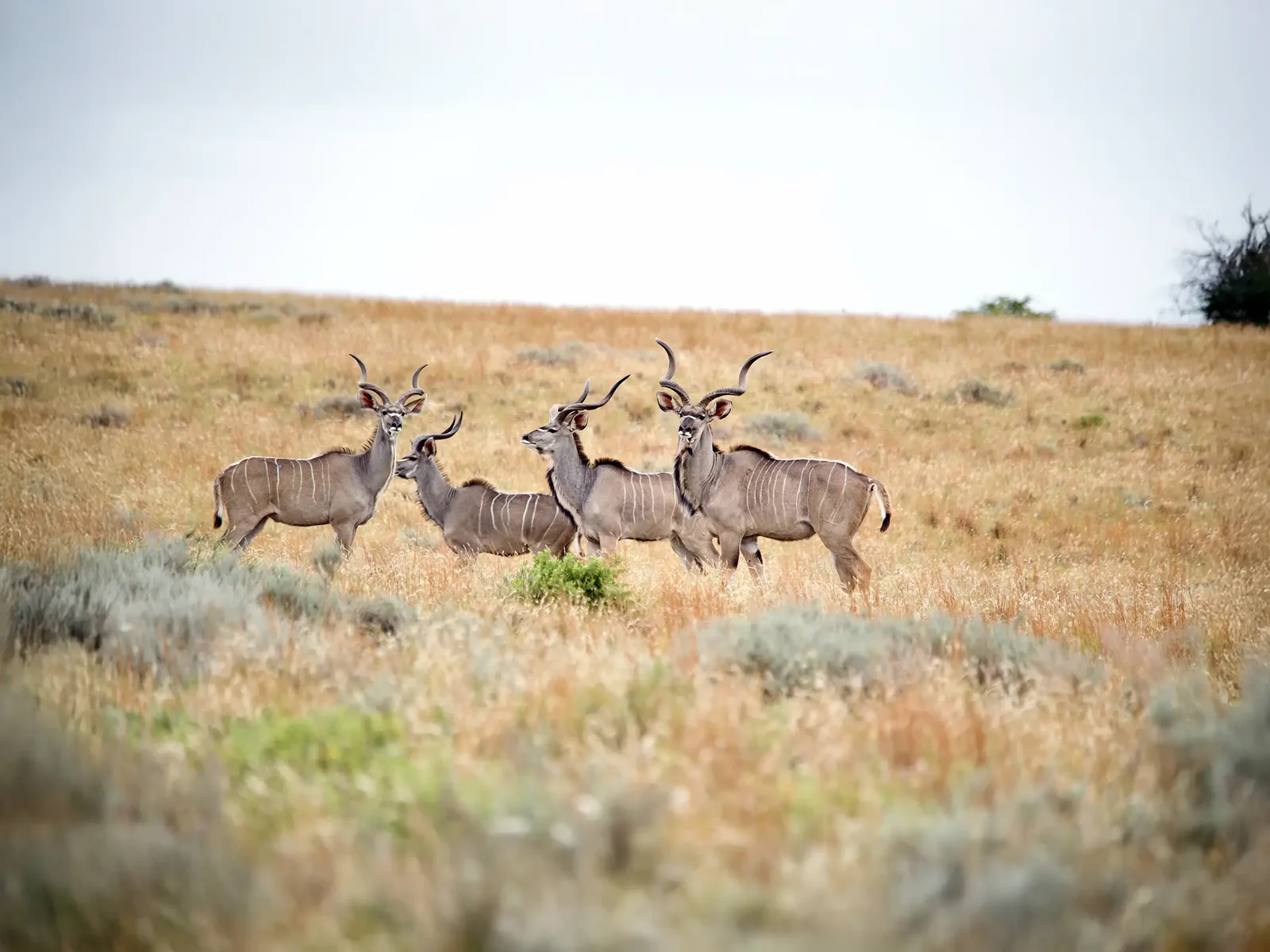 Bona Bona Safaris