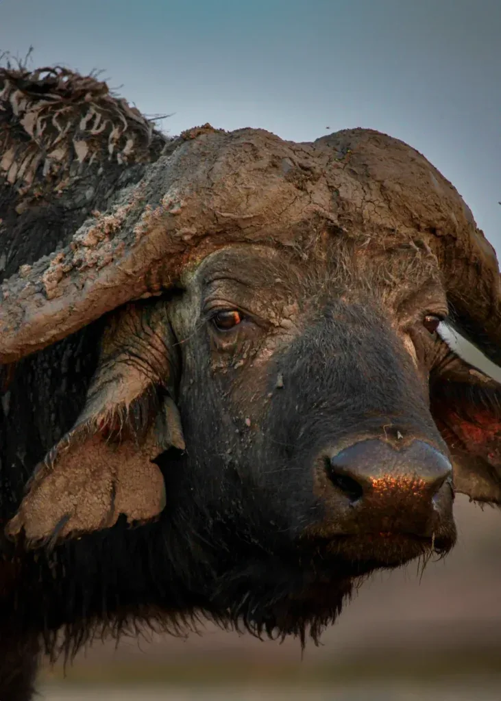 buffalo-vertical-generativeCrop