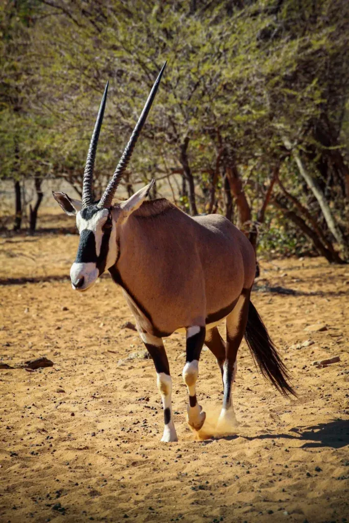 byronHartAfricanSafaris-530