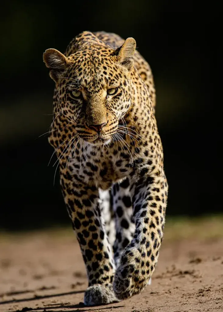 leopard
