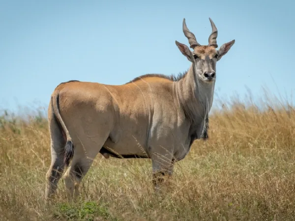 Duiker Safaris Namibia