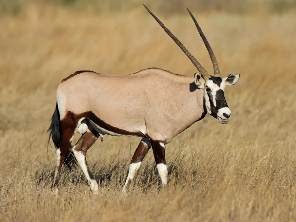 Duiker Safaris Namibia