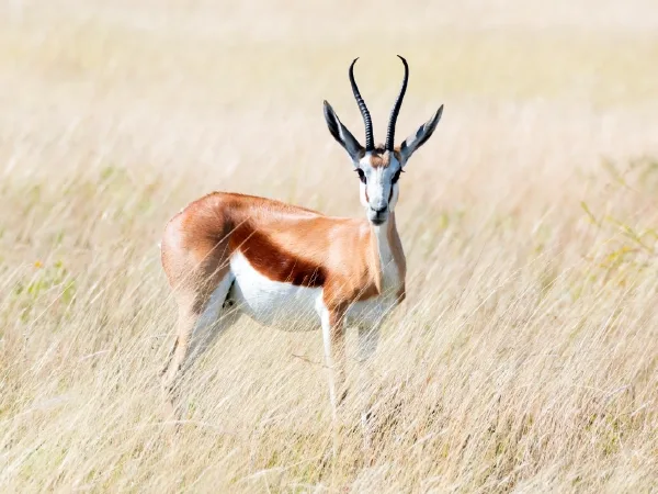 Duiker Safaris Namibia